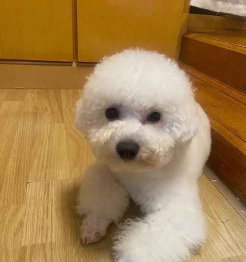 比熊狗名怎么取才搞笑又不尴尬? 比熊狗名怎么取才搞笑又不尴尬?