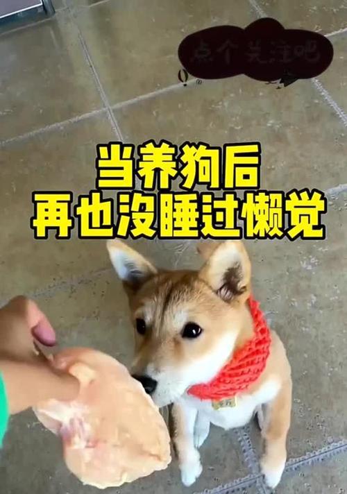 狗狗入睡时间受哪些因素影响?科学解析睡眠习惯与环境 狗狗入睡时间受哪些因素影响?科学解析睡眠习惯与环境