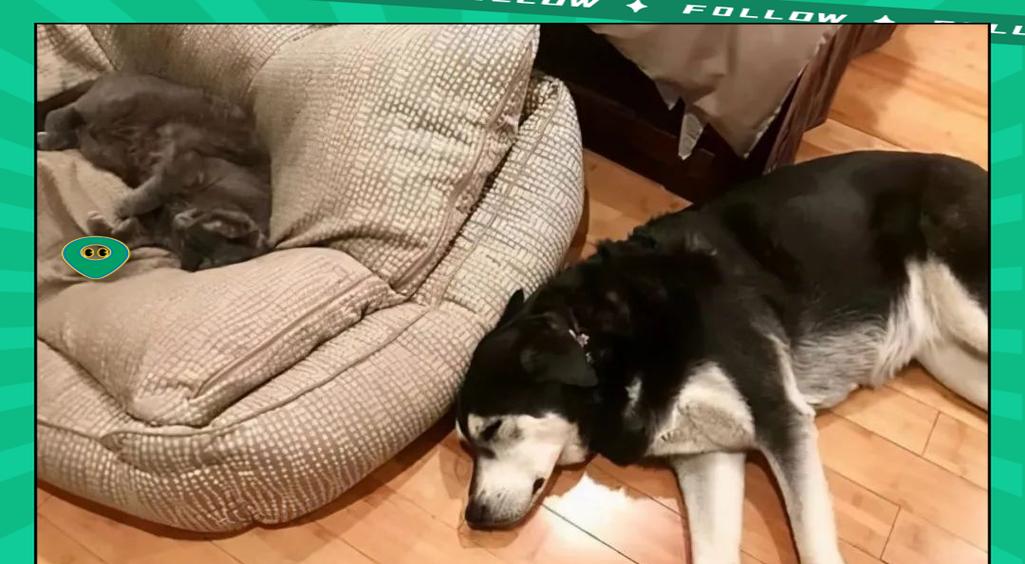 狗狗入睡时间受哪些因素影响?科学解析睡眠习惯与环境 狗狗入睡时间受哪些因素影响?科学解析睡眠习惯与环境