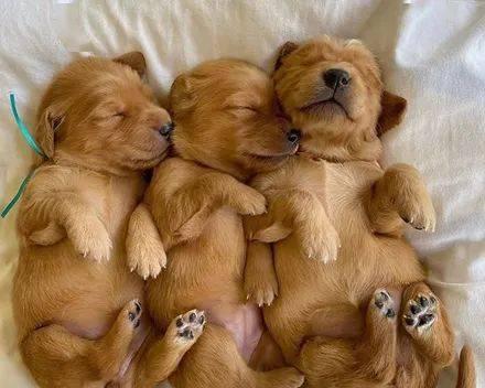 金毛犬繁殖周期与生育能力全解析