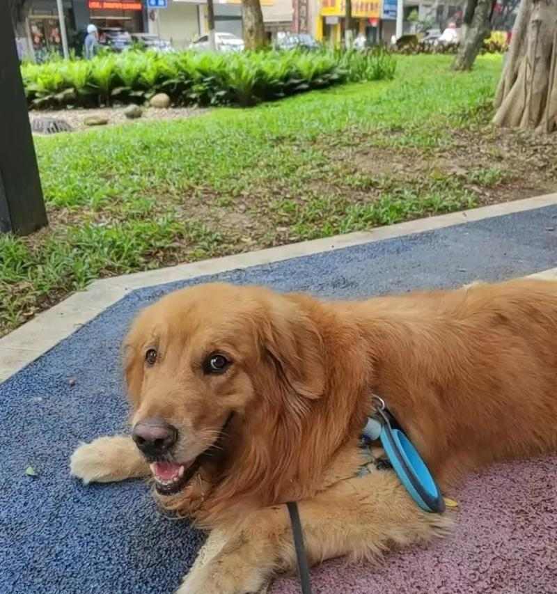 金毛狗吹空调的正确方法与注意事项