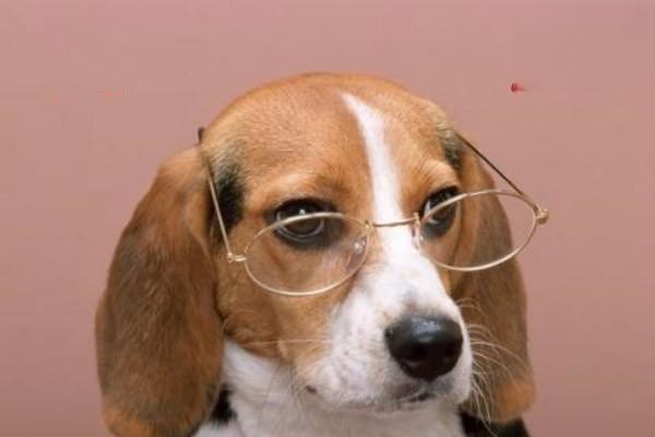 犬猫脱毛症原因及处理方法 犬猫脱毛症原因及处理方法