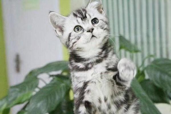 犬猫脱毛症原因及处理方法 犬猫脱毛症原因及处理方法