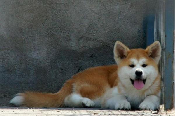 犬猫黑色棘皮症症状及治疗方案解析