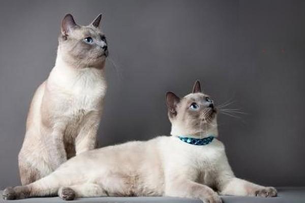 公猫种马尾病症状及治疗指南