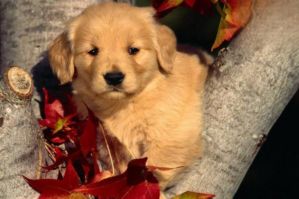 犬猫皮炎症状及治疗建议