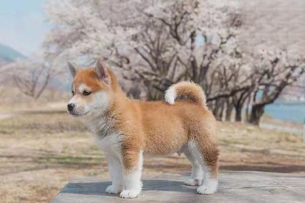 犬猫湿疹症状及护理指南