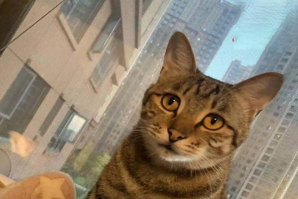 犬猫皮炎症状及治疗建议