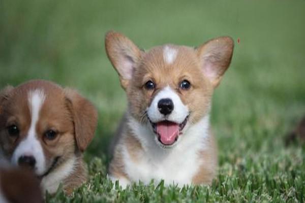 狗狗自咬症原因及处理方法