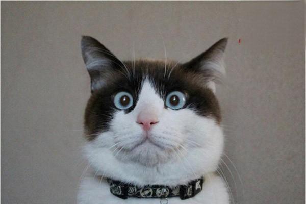 犬猫嗜酸性肉芽肿综合征症状与治疗 犬猫嗜酸性肉芽肿综合征症状与治疗