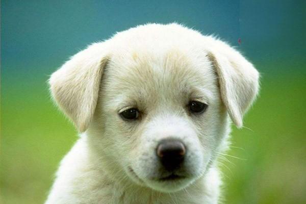 犬猫鼻镜脱色素原因及治疗指南