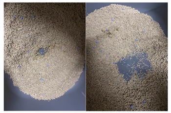 宠佰星猫砂真实测评：结团好除臭强，但包裹性一般