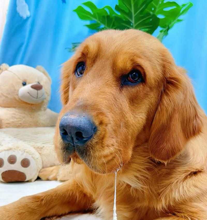 小狗狗补钙吃什么最好 健康成长必备营养 小狗狗补钙吃什么最好 健康成长必备营养