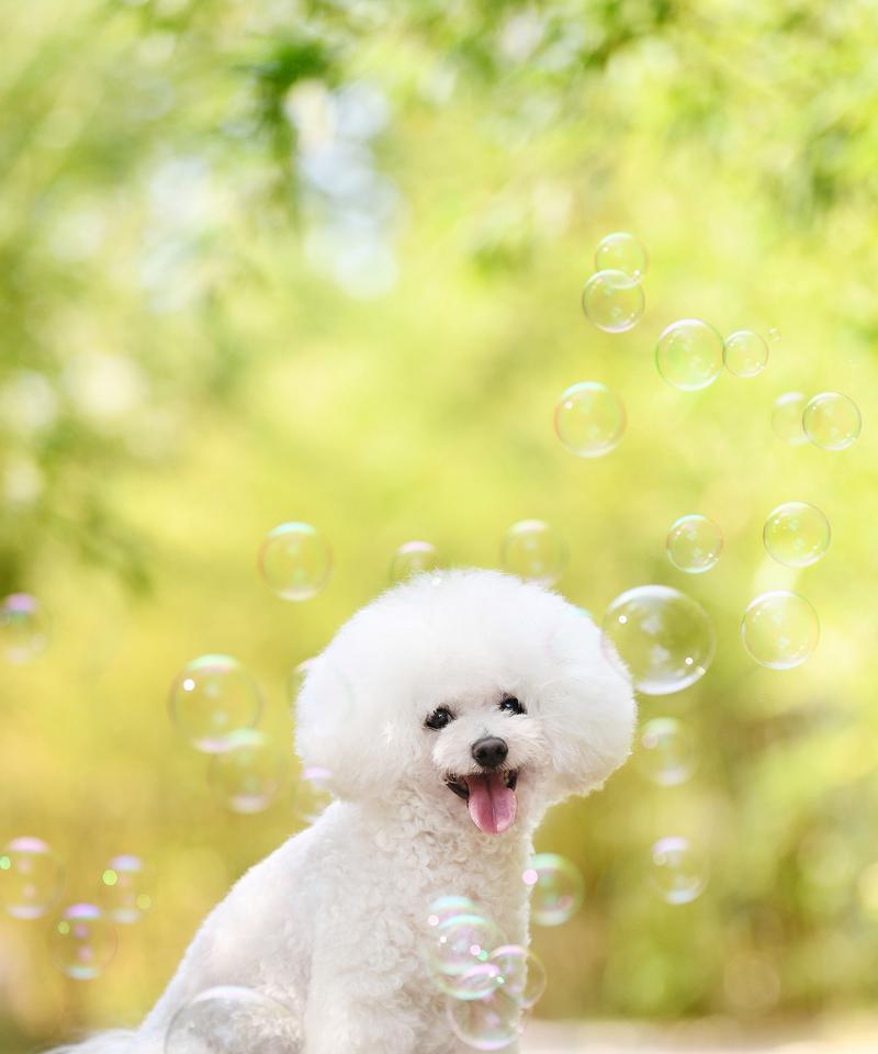 探索比熊的多样体型之美，从正方体到椭圆体