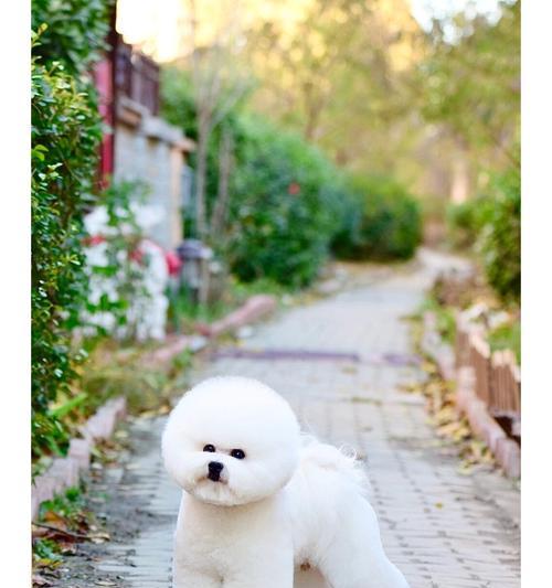 探索比熊的多样体型之美，从正方体到椭圆体