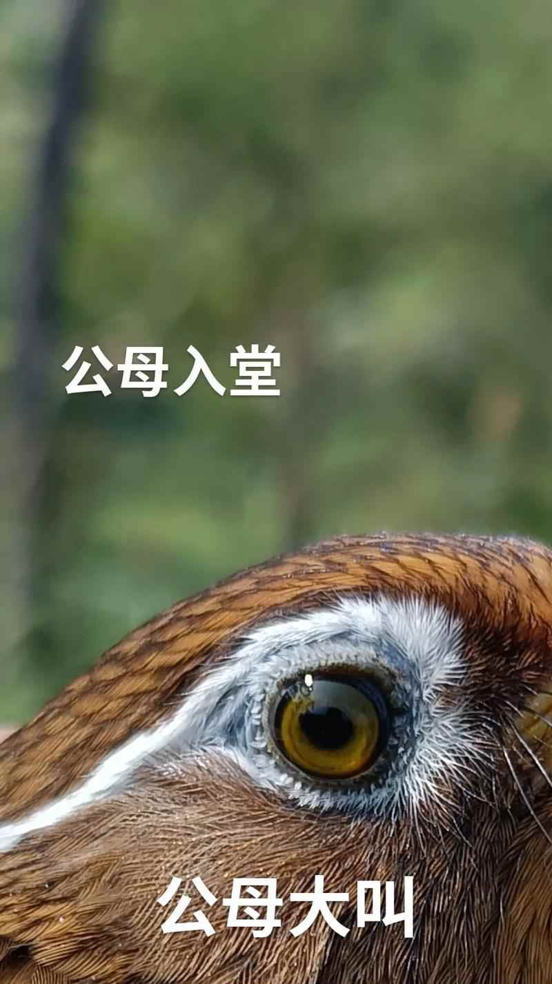 画眉鸟的饮食结构与生态作用解析