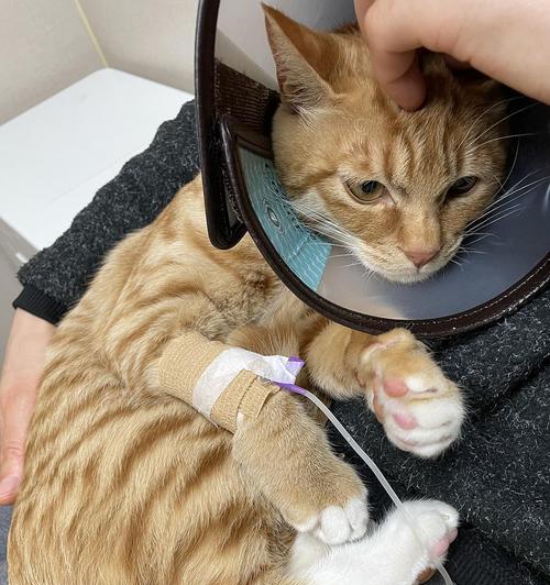 猫咪断粮应急指南：必备物品与科学应对方法