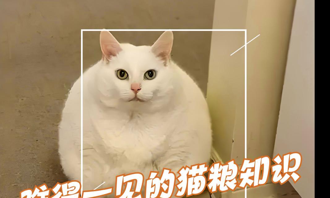 猫咪健康饮食全攻略：营养搭配与喂养技巧