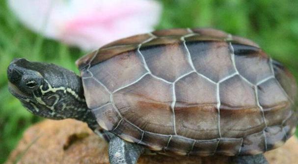 乌龟的品种与特性全解析 乌龟的品种与特性全解析