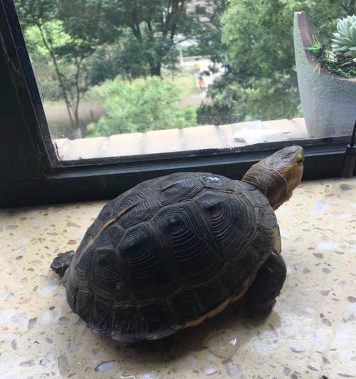 乌龟的品种与特性全解析 乌龟的品种与特性全解析