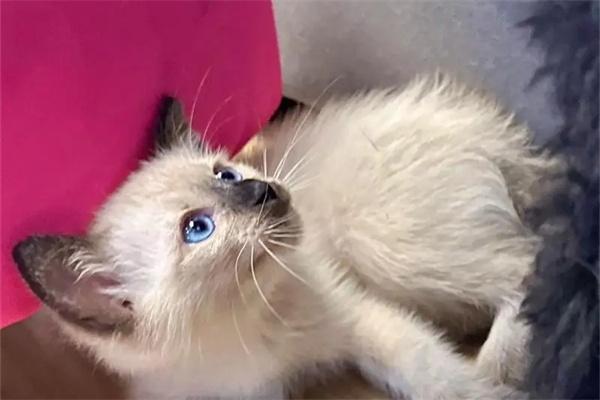 猫咪为何更偏爱家中某位成员？