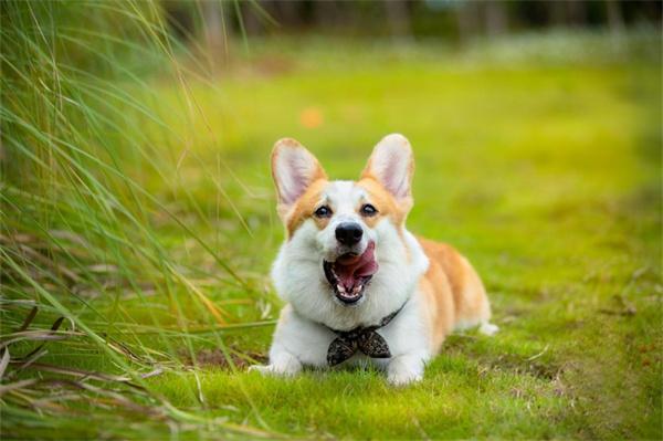 夏天给狗狗剃毛的危害有哪些? 夏天给狗狗剃毛的危害有哪些?