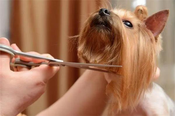 夏天给狗狗剃毛的危害有哪些? 夏天给狗狗剃毛的危害有哪些?