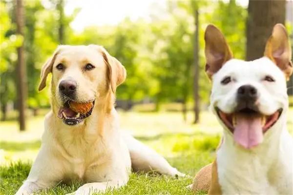 养狗不养双的由来与现实考量 养狗不养双的由来与现实考量