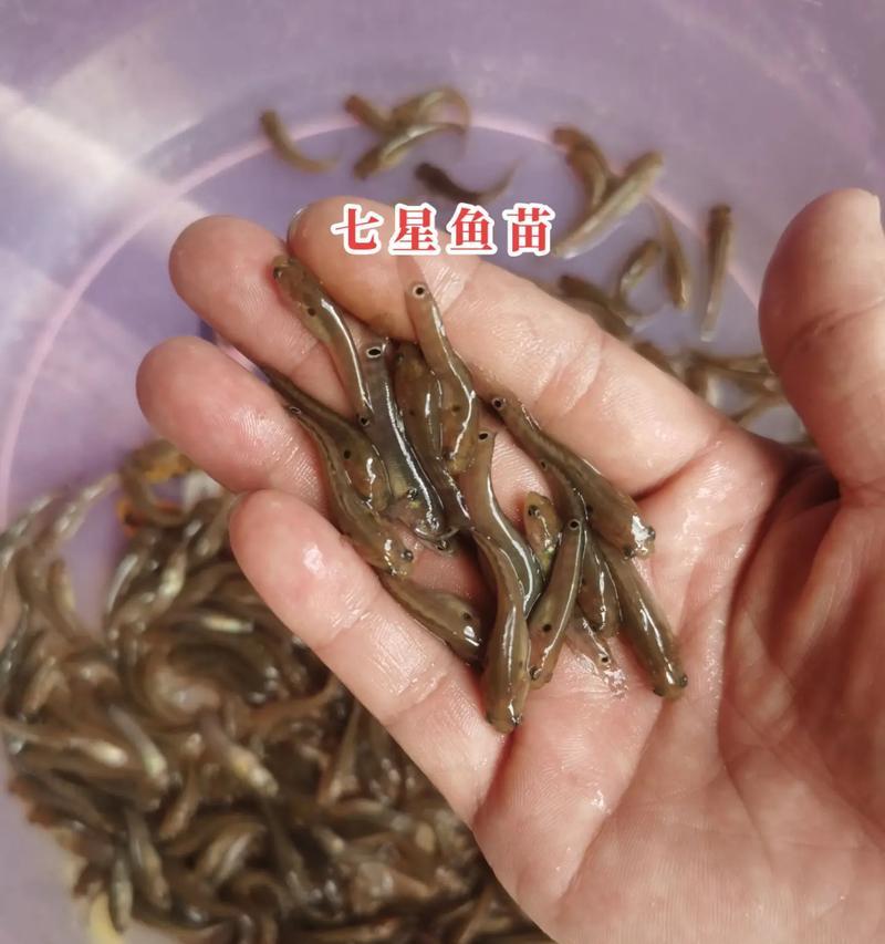 七彩幼鱼吃多了的常见症状及处理方法