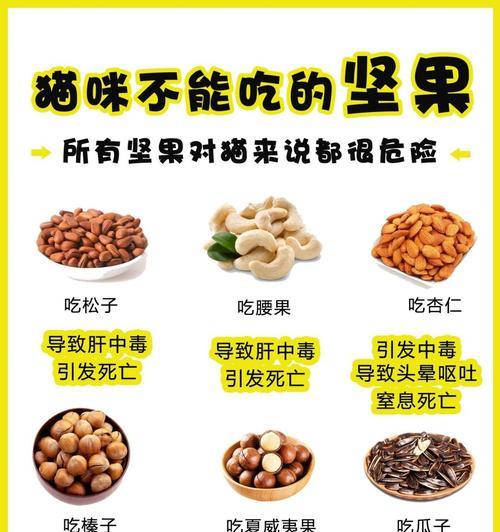 猫咪饮食禁忌与药品安全指南