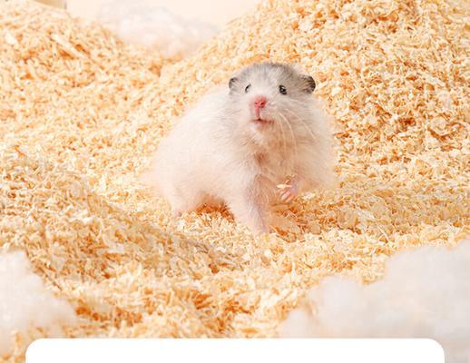 养仓鼠必备物品与注意事项,打造健康舒适生活环境 养仓鼠必备物品与注意事项,打造健康舒适生活环境