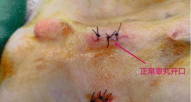狗狗腿部手术护理全解析，助其快速恢复健康