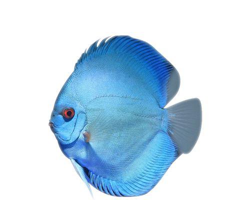 七彩幼鱼吃多了的常见症状及处理方法