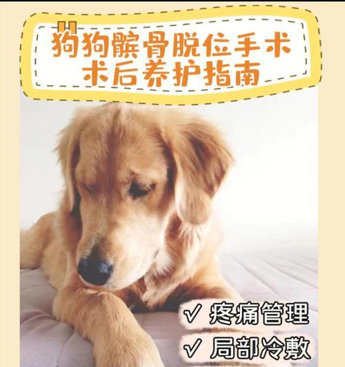 狗狗腿部手术护理全解析，助其快速恢复健康
