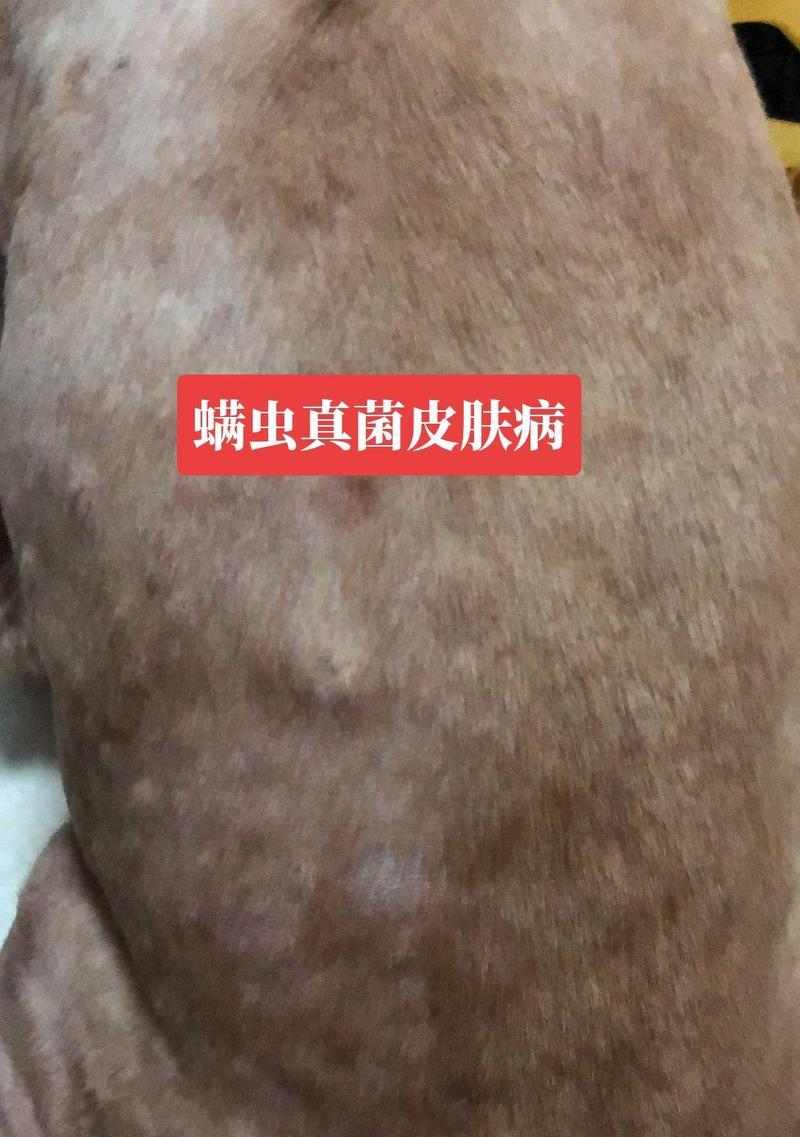 比熊狗常见皮肤病类型及护理建议