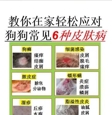 比熊狗常见皮肤病类型及护理建议