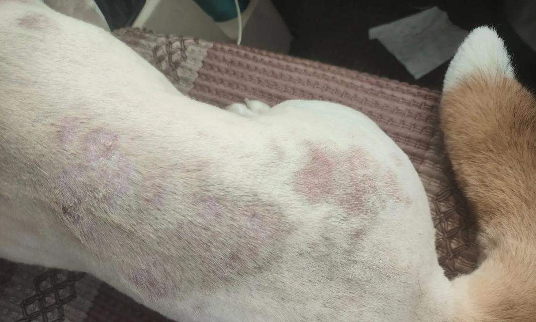 比熊狗常见皮肤病类型及护理建议