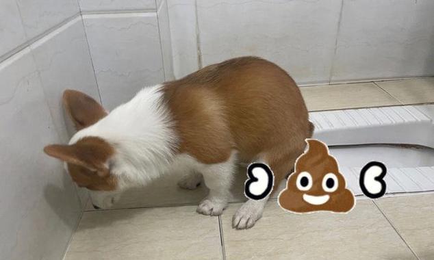 训练狗狗必备项目指南:从基础到高级技能全解析 训练狗狗必备项目指南:从基础到高级技能全解析