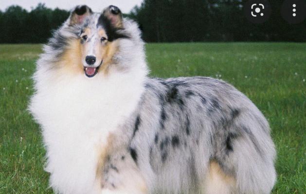 苏格兰牧羊犬的特点与养护指南 苏格兰牧羊犬的特点与养护指南