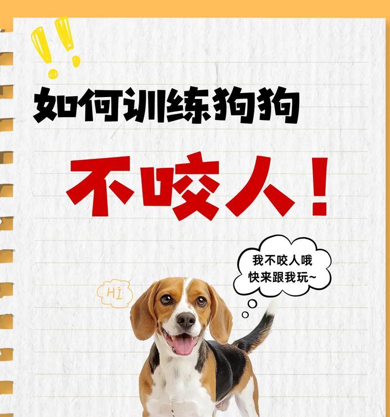 训练狗狗必备项目指南:从基础到高级技能全解析 训练狗狗必备项目指南:从基础到高级技能全解析