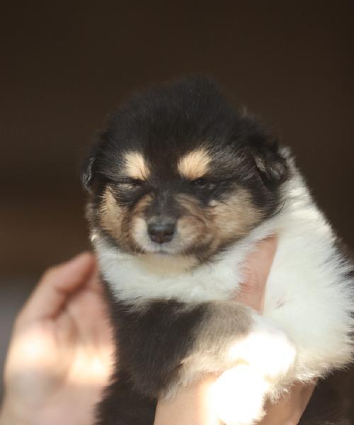 苏格兰牧羊犬的特点与养护指南 苏格兰牧羊犬的特点与养护指南