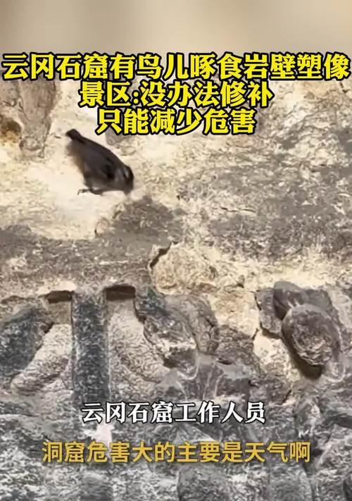 候鸟迁徙对环境与人类的潜在危害