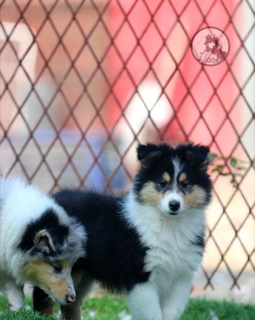 苏格兰牧羊犬的特点与养护指南 苏格兰牧羊犬的特点与养护指南