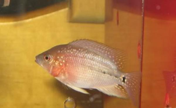 罗汉鱼苗喂养时间全解析,科学喂养助其健康成长 罗汉鱼苗喂养时间全解析,科学喂养助其健康成长