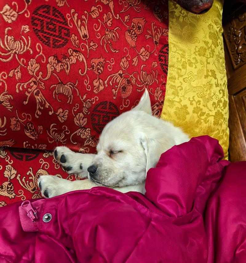 宠物狗睡眠时间与健康的关系