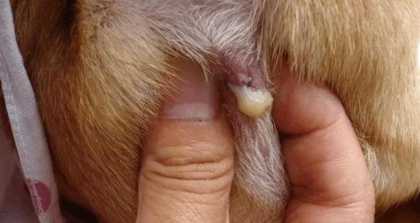 如何正确清洁狗狗屁股？五步打造健康卫生