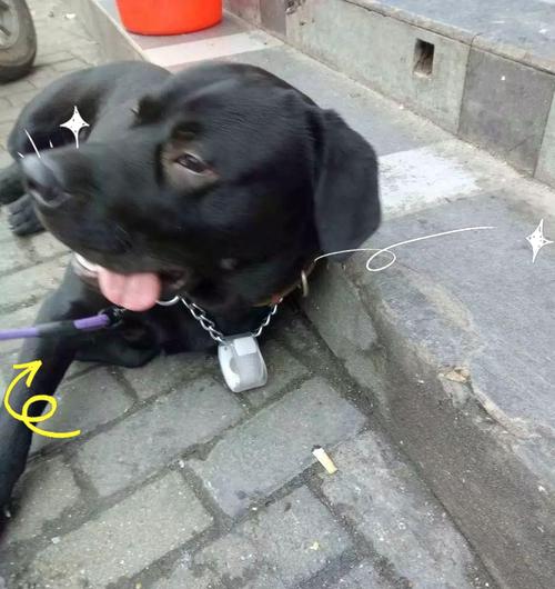 如何正确清洁狗狗屁股？五步打造健康卫生