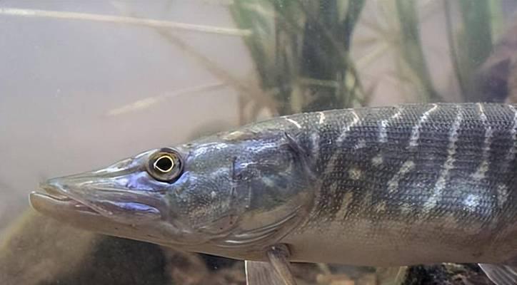 狗狗健康饮食指南：如何正确选择和喂养鱼类食物