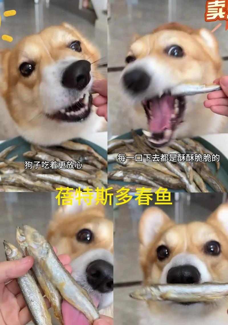 狗狗健康饮食指南：如何正确选择和喂养鱼类食物