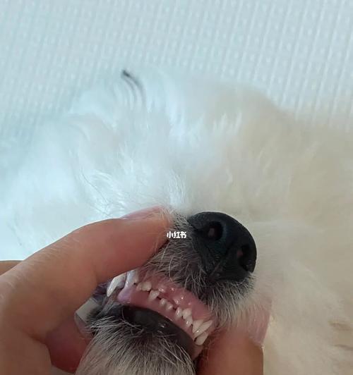 幼犬长牙阶段的正确护理与健康建议